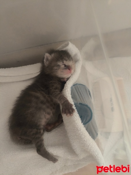 Tekir Kedi, Kedi  Mırmır fotoğrafı