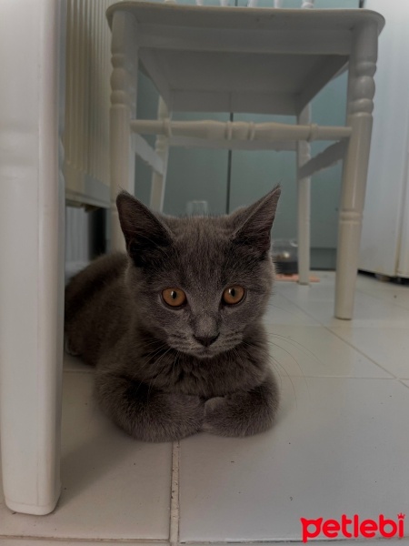 British Shorthair, Kedi  martis fotoğrafı