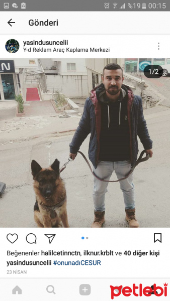 Alman Çoban Köpeği, Köpek  CESUR fotoğrafı