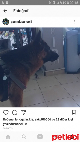 Alman Çoban Köpeği, Köpek  CESUR fotoğrafı