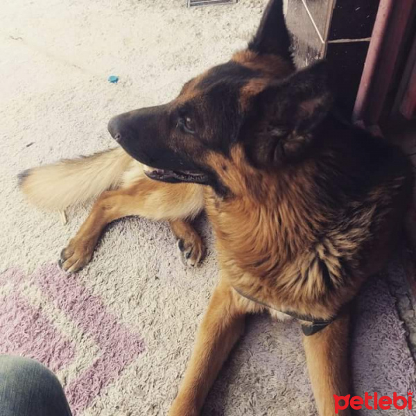 Alman Çoban Köpeği, Köpek  CESUR fotoğrafı
