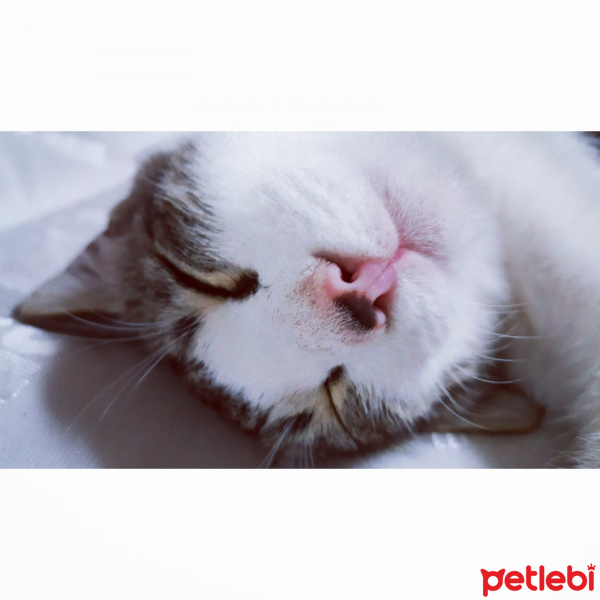 Tekir Kedi, Kedi  Mırmır fotoğrafı