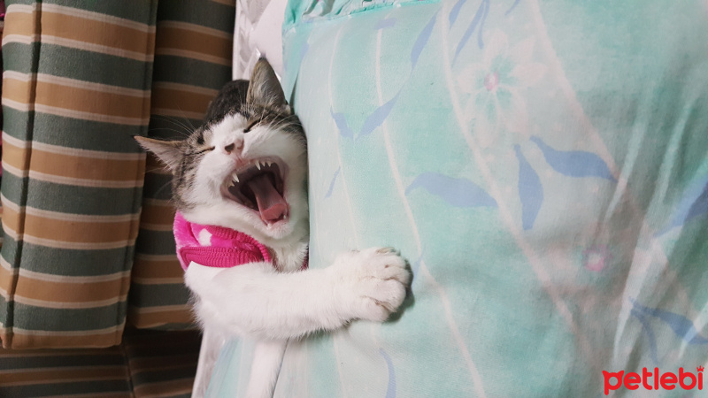 Tekir Kedi, Kedi  Mırmır fotoğrafı