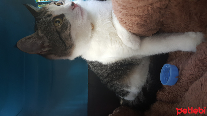 Tekir Kedi, Kedi  Mırmır fotoğrafı