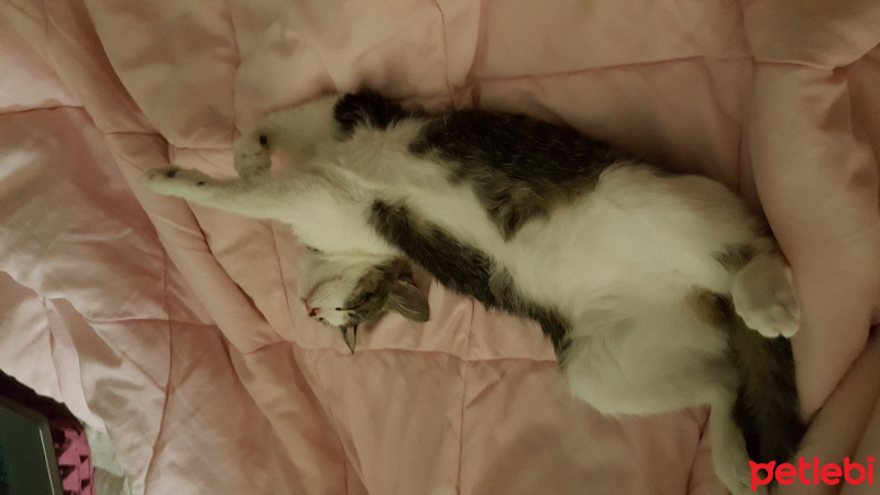 Tekir Kedi, Kedi  Mırmır fotoğrafı