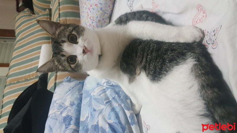 Tekir Kedi, Kedi  Mırmır fotoğrafı
