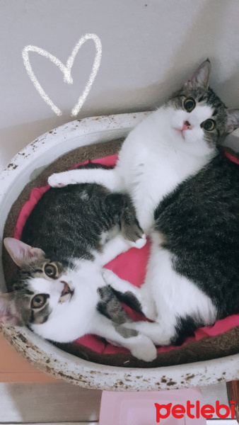 Tekir Kedi, Kedi  Mırmır fotoğrafı