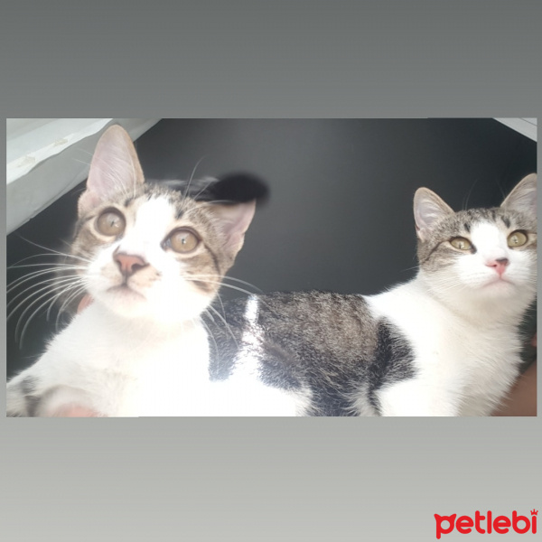 Tekir Kedi, Kedi  Mırmır fotoğrafı