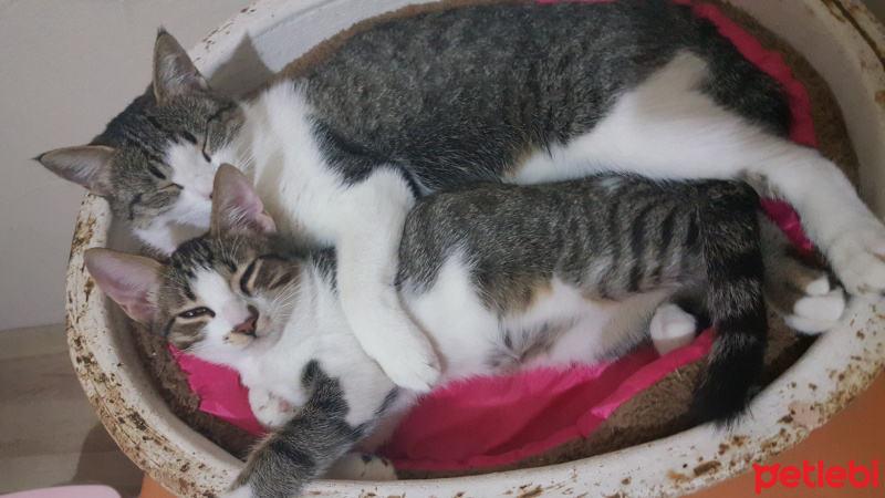 Tekir Kedi, Kedi  Mırmır fotoğrafı