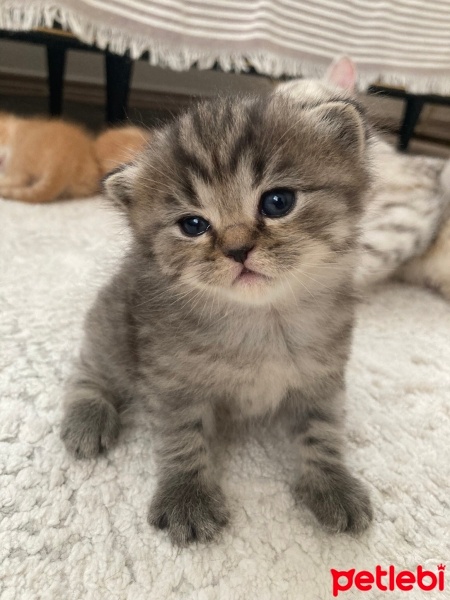 American Shorthair, Kedi  PELTE fotoğrafı