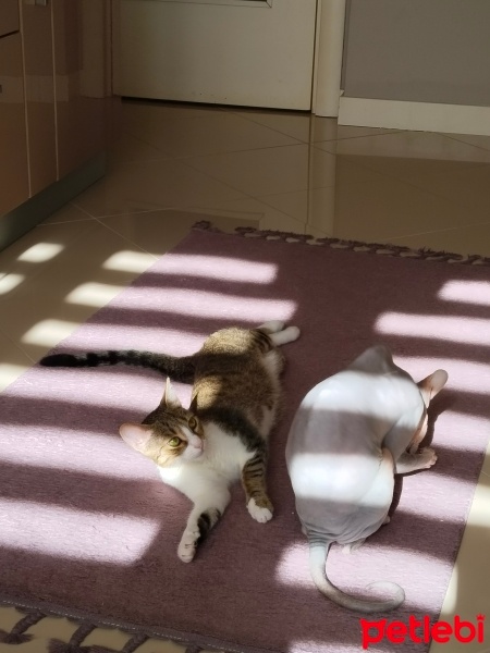 Tekir Kedi, Kedi  Ruby fotoğrafı