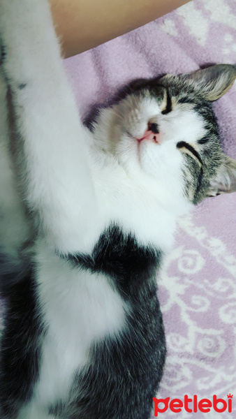 Tekir Kedi, Kedi  Mırmır fotoğrafı