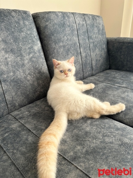 İran Kedisi (Persian), Kedi  tosbik fotoğrafı