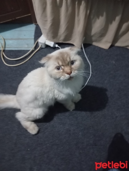 Scottish Fold, Kedi  Pascal fotoğrafı