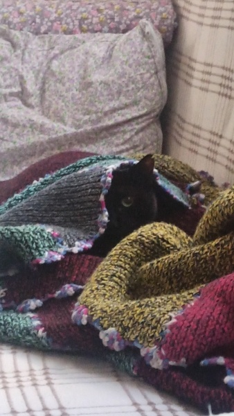 Bombay, Kedi  Raven fotoğrafı