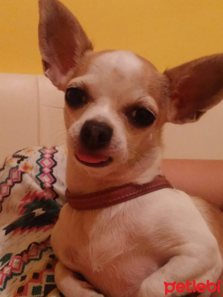 Chihuahua, Köpek  Mia fotoğrafı