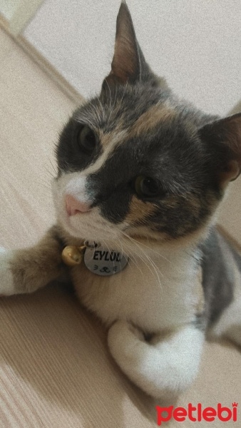 Tekir Kedi, Kedi  EYLÜL fotoğrafı