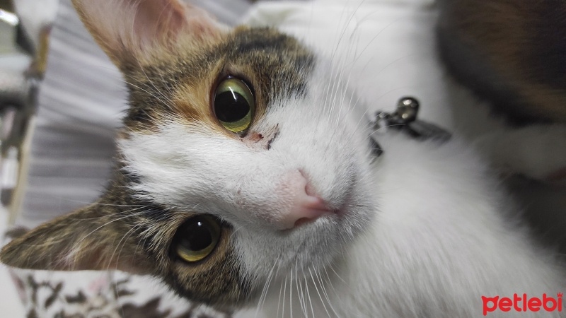 Tekir Kedi, Kedi  MASAL fotoğrafı