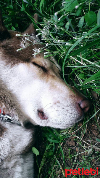 Sibirya Kurdu (Husky), Köpek  Asil fotoğrafı