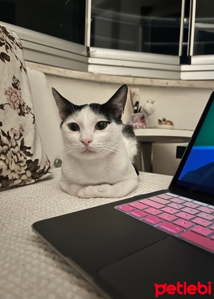 Tekir Kedi, Kedi  EFE fotoğrafı