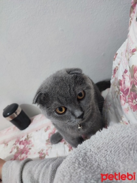 Scottish Fold, Kedi  Mars fotoğrafı