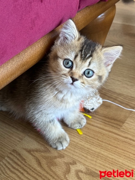 British Shorthair, Kedi  Mila fotoğrafı