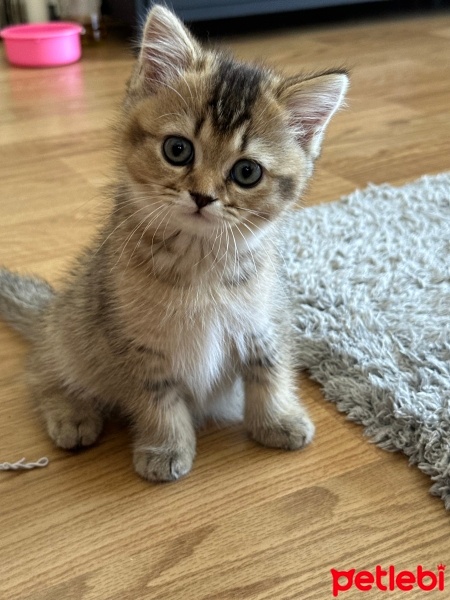 British Shorthair, Kedi  Mila fotoğrafı