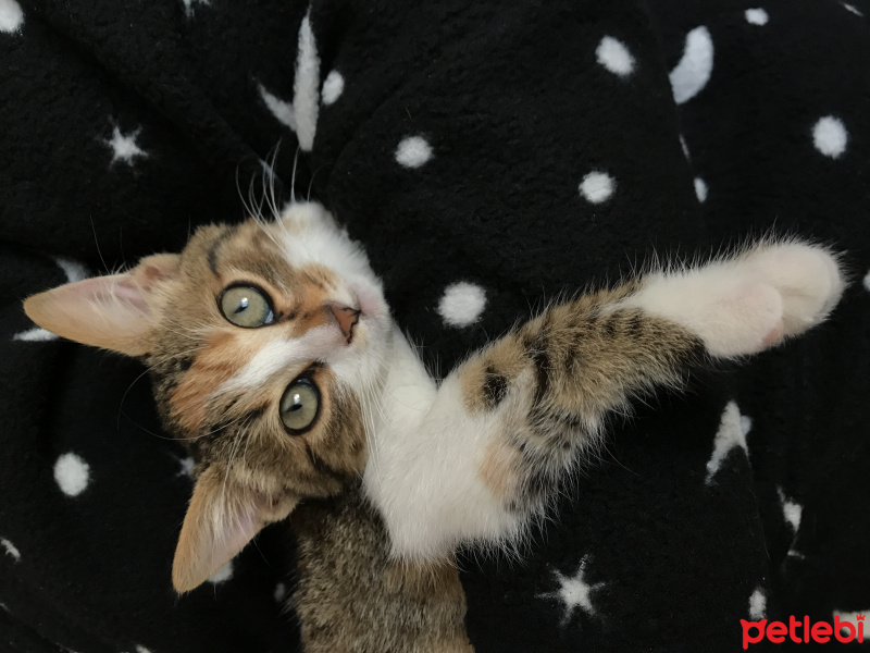 Tekir Kedi, Kedi  Masal fotoğrafı