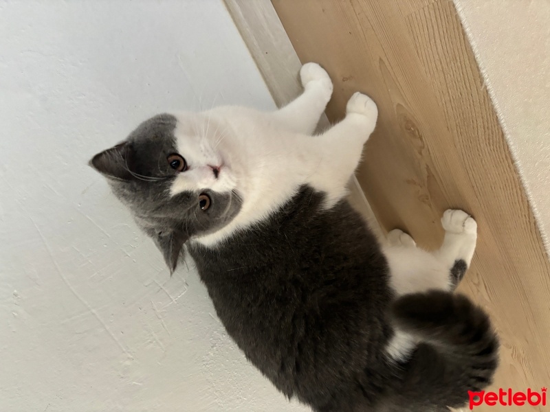 British Shorthair, Kedi  Kısır, erkek uysal kedimiz fotoğrafı