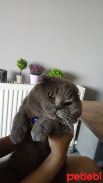 Scottish Fold, Kedi  Mia fotoğrafı