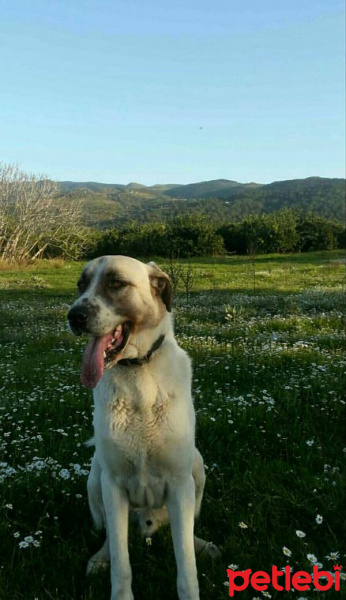 Kangal, Köpek  haydut fotoğrafı