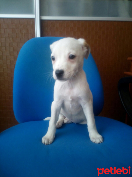 Dogo Arjantin, Köpek  Viski fotoğrafı