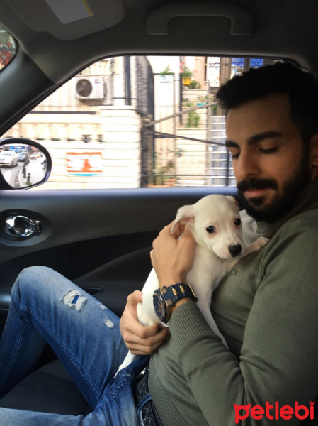 Dogo Arjantin, Köpek  Viski fotoğrafı