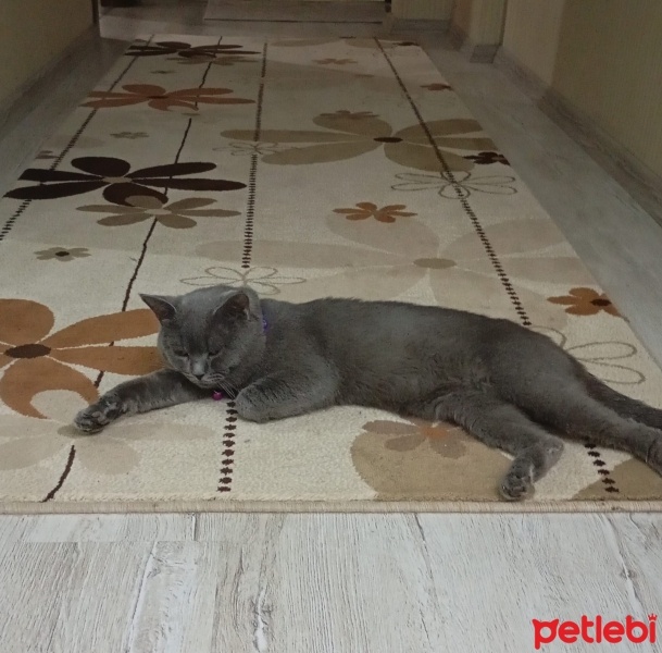 Brazilian Shorthair, Kedi  Paşa fotoğrafı