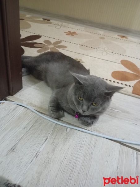 Brazilian Shorthair, Kedi  Paşa fotoğrafı