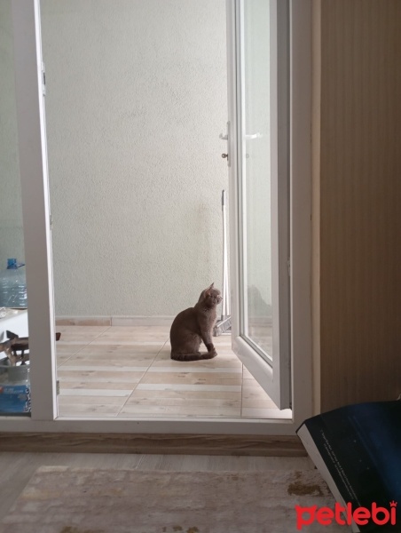 Brazilian Shorthair, Kedi  Paşa fotoğrafı