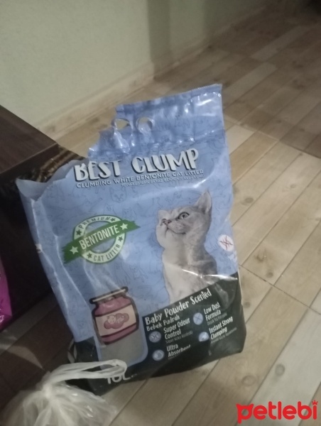 Brazilian Shorthair, Kedi  Paşa fotoğrafı