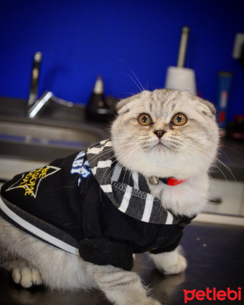 Scottish Fold, Kedi  Behlül fotoğrafı