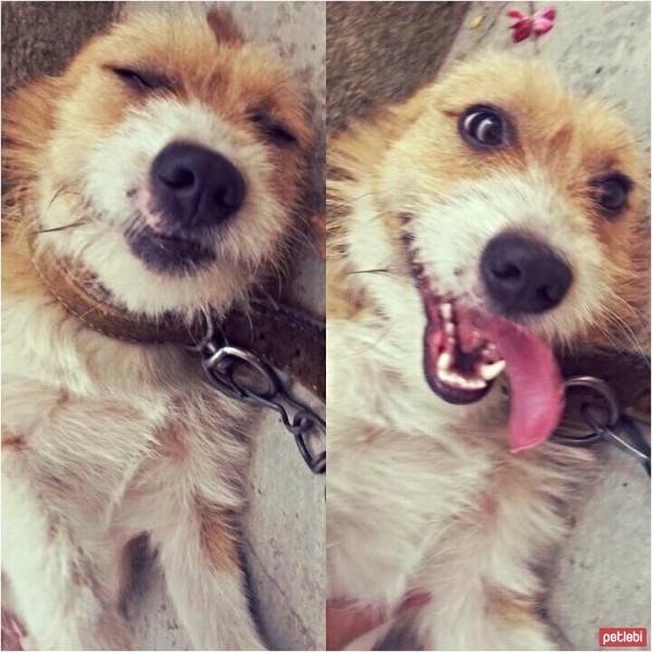  Köpek  Paşarotti fotoğrafı