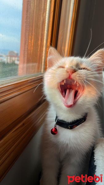 British Shorthair, Kedi  Simba fotoğrafı