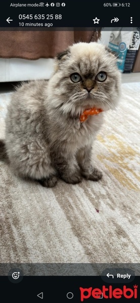 İran Kedisi (Persian), Kedi  Duman fotoğrafı
