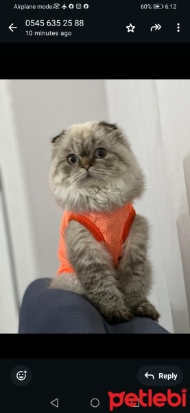 İran Kedisi (Persian), Kedi  Duman fotoğrafı