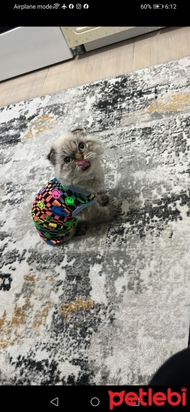 İran Kedisi (Persian), Kedi  Duman fotoğrafı