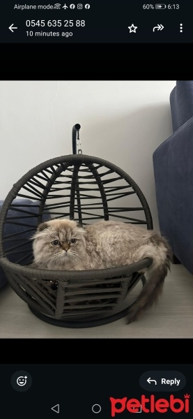 İran Kedisi (Persian), Kedi  Duman fotoğrafı