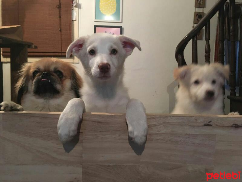 Russian Spaniel, Köpek  Panda ve mars fotoğrafı