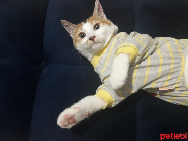 Tekir Kedi, Kedi  Güneş fotoğrafı