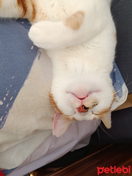 Tekir Kedi, Kedi  Güneş fotoğrafı