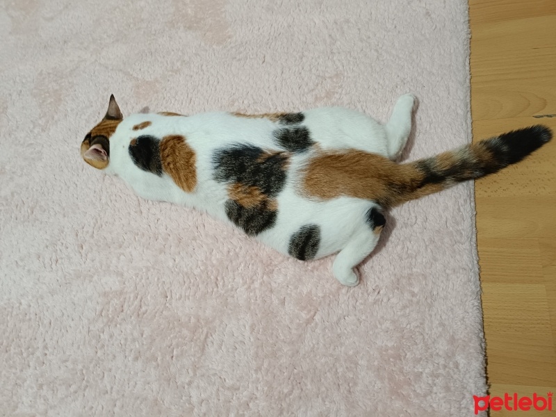 Tekir Kedi, Kedi  Güneş fotoğrafı