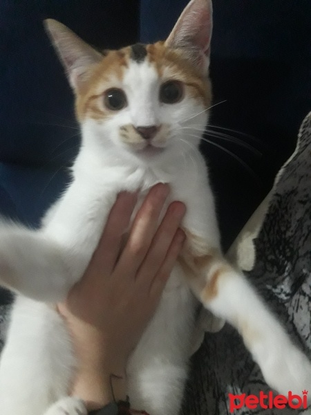Tekir Kedi, Kedi  Güneş fotoğrafı