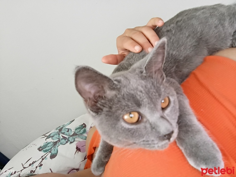 British Shorthair, Kedi  Haylaz fotoğrafı